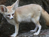 Fenek berberský, zdroj: Zoo Olomouc