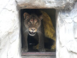 Lvice berberská ve výběhu. Foto: Zoo Olomouc