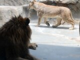 Zdroj: Zoo Olomouc