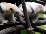 Zdroj: Zoo Olomouc