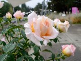 Zdroj: Flora Olomouc 