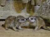 Zdroj: Zoo Olomouc