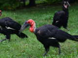 zdroj: Zoo Olomouc