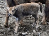Foto: Zoo Olomouc