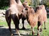 Zdroj: Zoo Olomouc 