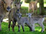 Foto: Zoo Olomouc