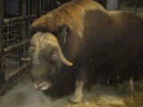 Zdroj: Zoo Olomouc