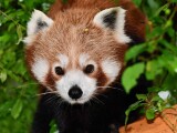 Panda červená | zdroj: Zoo Olomouc
