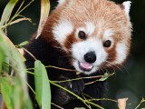 Panda červená | zdroj: Zoo Olomouc