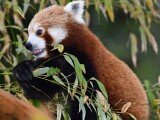 Panda červená | zdroj: Zoo Olomouc