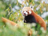 Panda červená | zdroj: Zoo Olomouc