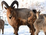 Zdroj: Zoo Olomouc