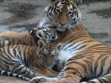 Zdroj: Zoo Olomouc