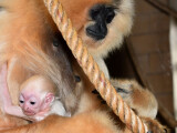 Giboní mládě, zdroj: Zoo Olomouc