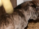 Zdroj: Zoo Olomouc