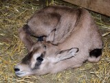 Zdroj: Zoo Olomouc