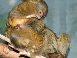 zdroj: Zoo Olomouc