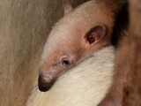Zdroj: Zoo Olomouc 