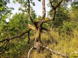 Zdroj: Třešňový sad Šternberk