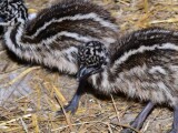 Zdroj: Zoo Olomouc 