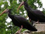 Zdroj: Zoo Olomouc