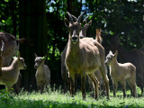 Kozorožci kavkazští, zdroj: Zoo Olomouc