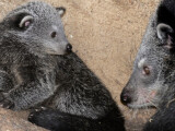 zdroj: Zoo Olomouc