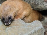 Zdroj: Zoo Olomouc 