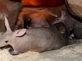 zdroj: Zoo Olomouc