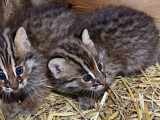 zdroj: Zoo Olomouc