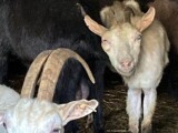 Zdroj: Státní veterinární správa 