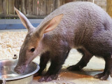 Ilustrační foto, zdroj: Zoo Olomouc