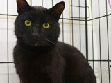 Zdroj: Pet Heroes Lanškroun