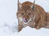 Zdroj: Zoo Olomouc