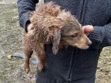 Zdroj: Státní veterinární správa 