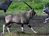 Zdroj: Zoo Olomouc