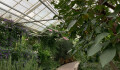 Sbírkové skleníky jsou za hranicí své životnosti, říká Bačák. Přejdou pod město
