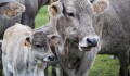 Ochrana před slintavkou a kulhavkou. Zoo Olomouc zavádí bezpečnostní opatření