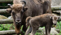 V Zoo Olomouc se narodila mláďata zubrů. Po 100 letech nejsou ohrožení vyhubením