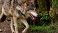 Další výskyt vlků. Nejnovější důkazy přichází z okolí Protivanova
