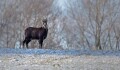 VIDEO: Nepůvodní, ale doma. Počty jesenických kamzíků se musí hlídat