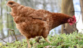 Rychlé úhyny slepic na Přerovsku odhalily ptačí chřipku. Veterináři varují chovatele