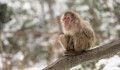 Respektovaná do posledního dne. Olomoucká zoo přišla o nejstarší samici makaka Babču
