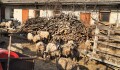 Chovatel na Olomoucku několik let týral ovce. O podvyživené ovce se teď starají farmáři