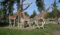 Zoo podraží. Chystá ale i zvýhodněné vstupné