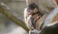 V olomoucké zoo se narodilo mládě nejrychlejšího primáta světa