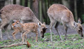 V olomoucké zoo se letos narodilo 11 kolouchů vzácného Siky vietnamského