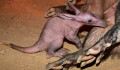 Zoo Olomouc přivítala mládě hrabáče kapského