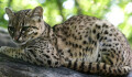 Zoo Olomouc má dvě nová koťata. Zahlédnout je chce pořádnou dávku štěstí