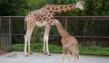 ZOO Olomouc oznámila narození žirafy. Podívejte se na ni